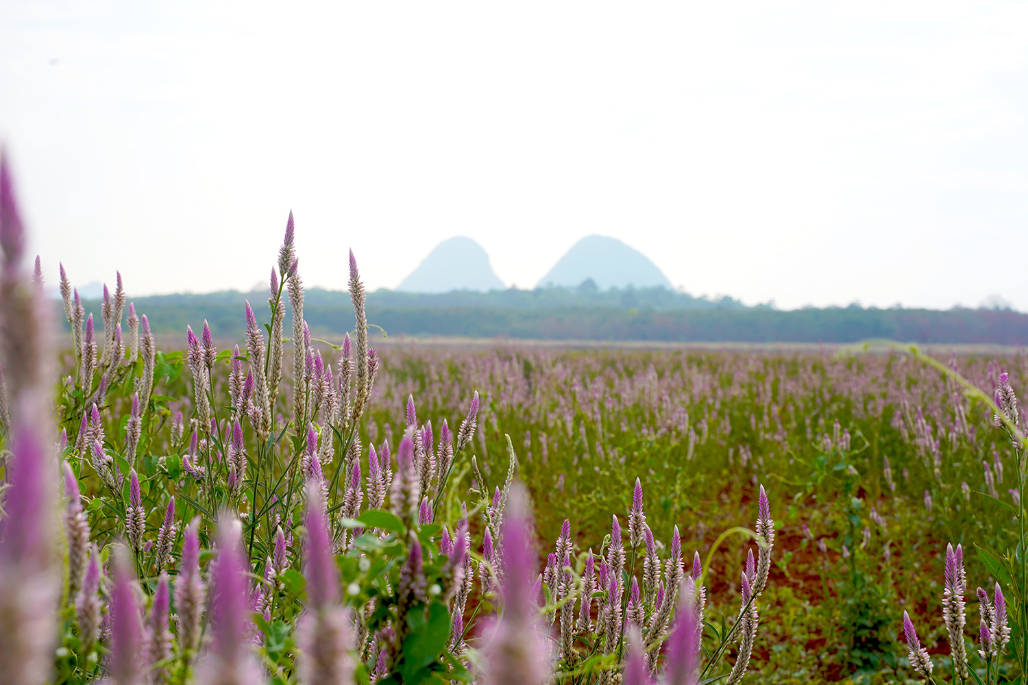 perlis tourism place