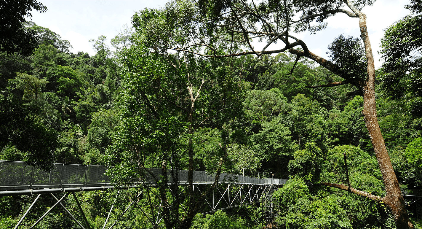 sungai sedim tree top walk